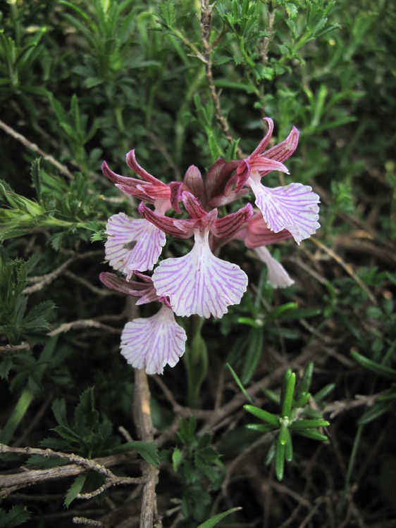 Anacamptis papilionacea